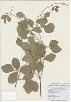 藏品(濱豇豆)的圖片